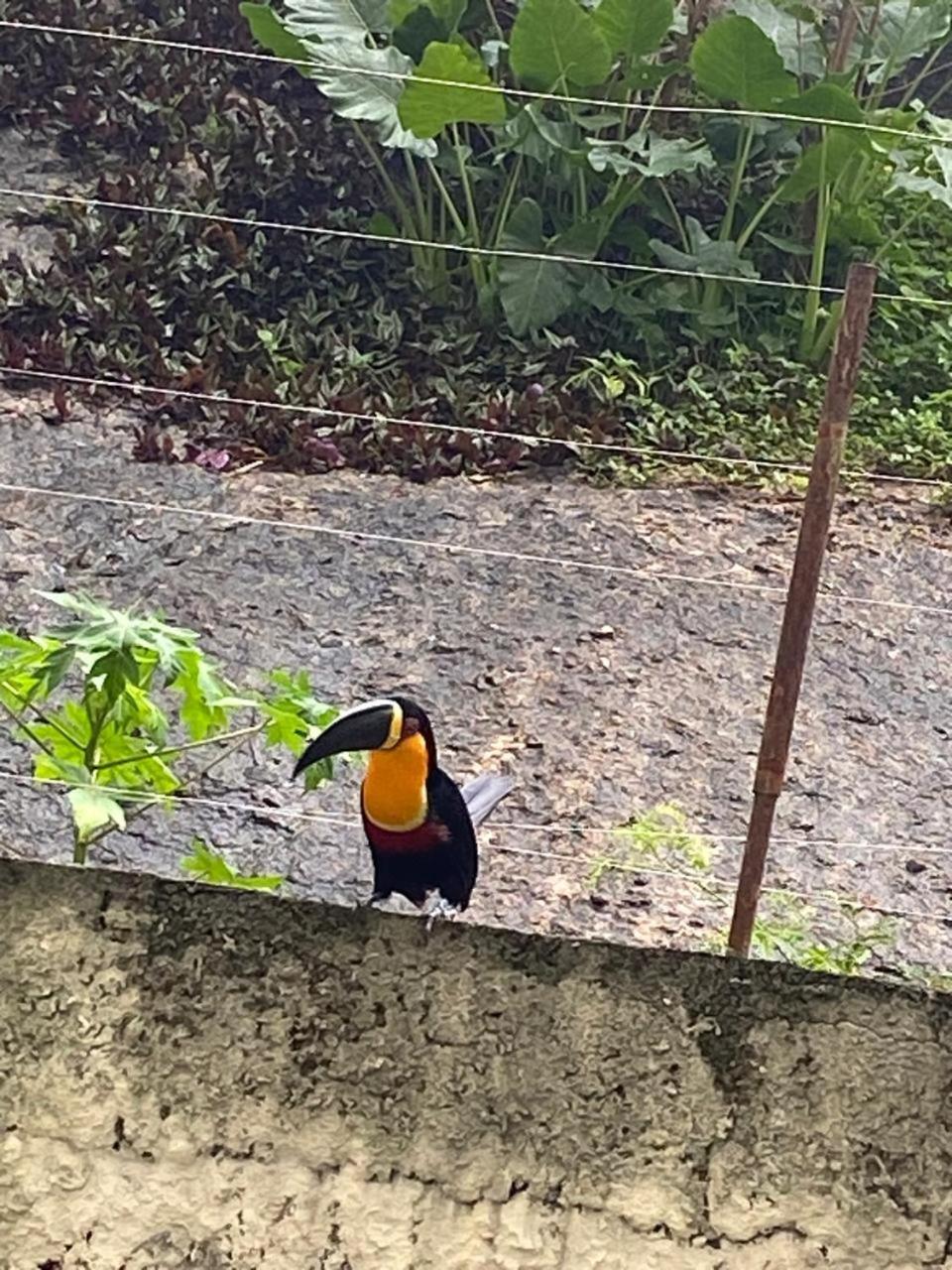 Ape De Alma Lavada Leme Rio de Janeiro